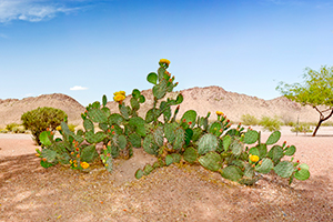 Southwest Grounds beaver tail cacti (image)
